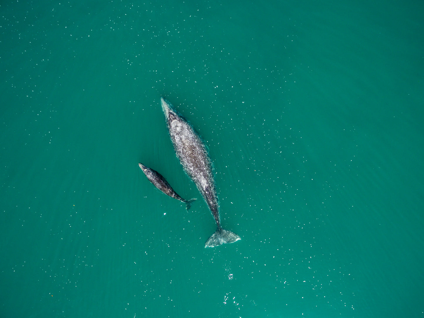 Whales, Beaches + Besties 🌮 Baja, Mexico