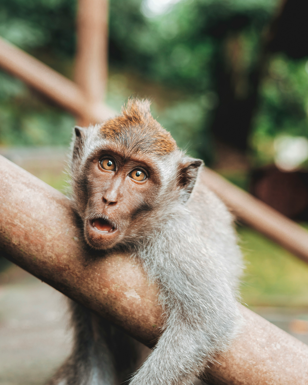 Monkey sitting on a branch with a blurred natural background