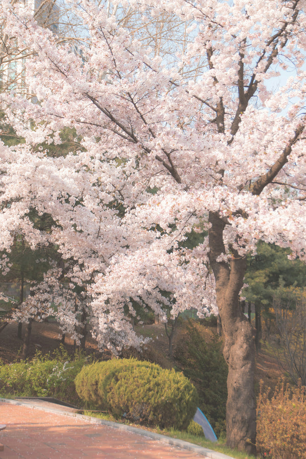 Cherry blossom tree in full bloom with a clear sky background