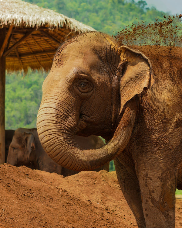 Elephant standing on a dirt ground with a thatched shelter in the background